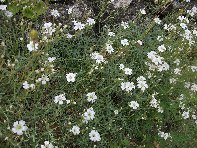 Rifugio_Pietra_Cannone - 20100613 003.jpg